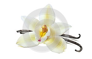 Vanilla flower 2 beans isolated on white background photo