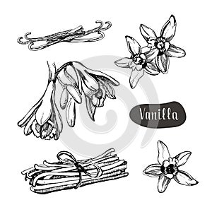 Vanilla flower isolated on the white background.Collection of vanilla and vanilla sticks.