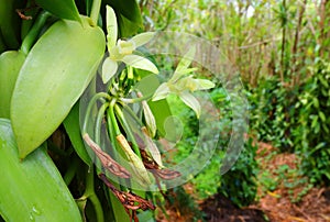 The Vanilla flower on plantation. photo