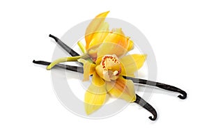 Vanilla flower and pods close up. Vanilla beans isolated on white background
