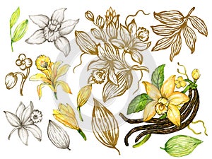 Vanilla flower, pods, leaves, cacao isolated on white backgroundcomposition watercolor sketch outline golden photo