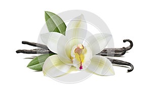 Vanilla flower, pods, leaves on white