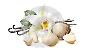 Vanilla flower, pods, macadamia nuts isolated on white background with clipping path