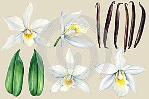 Vanilla flower set. Watercolor realistic painting isolated White background. Orchid exotic flower, pods, sticks clipart