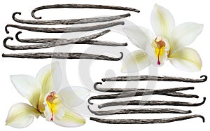 Vanilla flower stick element set isolated