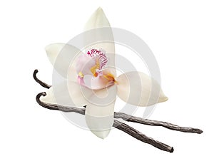 Vanilla flower and sticks isolated on white background