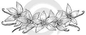 Vanilla Flower with Sticks set. Vector hand drawn illustration of orchid Flower and pods on isolated background. Bundle