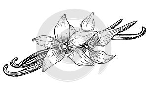 Vanilla Flower with Sticks. Vector hand drawn illustration of orchid Flower and pods on white isolated background