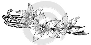 Vanilla Flower with Sticks. Vector hand drawn illustration of orchid Flower and pods on white isolated background