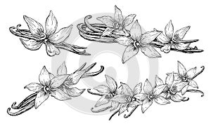 Vanilla Flower with Sticks. Vector hand drawn illustration of orchid Flower and pods on white isolated background. Set