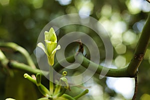 Vanilla flower in tropical garden, closeup