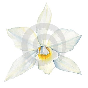 Vanilla flower watercolor realistic painting isolated White background. Orchid tropical flower Hand drawn illustration