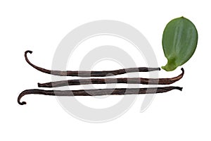 Vanilla green leaves and dried pods isolated on white background with clipping path.top view,flat lay