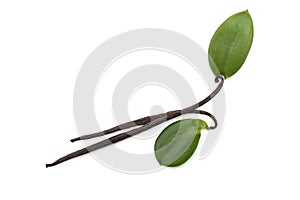 Vanilla green leaves and dried pods isolated on white background with clipping path.top view,flat lay