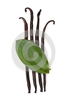 Vanilla green leaves and dried pods isolated on white background with clipping path.top view,flat lay