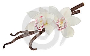 Vanilla isolated. Stick pile and pink Orchid flower and dry beans isolated on white background as package design detail