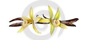 Vanilla orchid flower with beans watercolor illustration. Hand drawn realistic aroma spice herb with dry seed pods