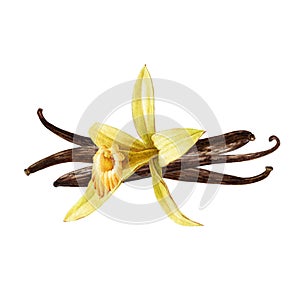 Vanilla orchid flower with beans watercolor illustration. Hand drawn realistic sweet aroma spice herb with dry seed pods