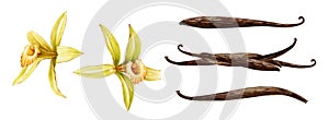 Vanilla orchid flower with beans watercolor set. Hand drawn realistic aroma spice herb with dry seed pods. Yellow orchid