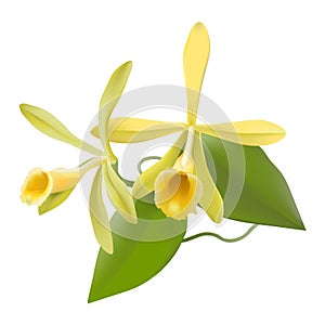 Vanilla Orchid (Vanilla planifolia)