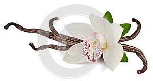 Vanilla pink flower and  sticks or pod isolated on white background as packing design element. Natural aroma spice for food