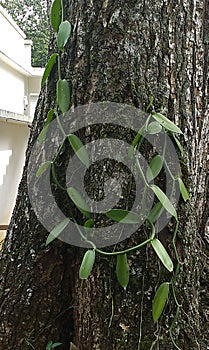 Vanilla planifolia as seen in kerala india