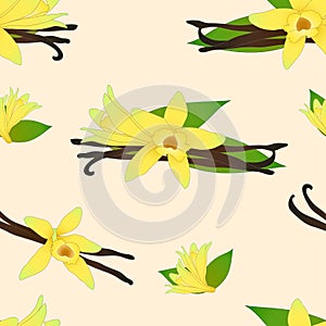 Vanilla Planifolia Flower on Ivory Beige Background. Vector Illustration