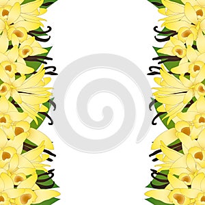 Vanilla Planifolia Flower and Vanilla Pods or Beans Border. Ice Cream Flavor. Vector illustration. isolated on White Background