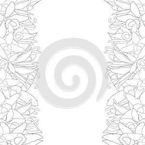 Vanilla Planifolia Flower and Vanilla Pods or Beans Outline Border. Ice Cream Flavor. Vector illustration. isolated on White Backg