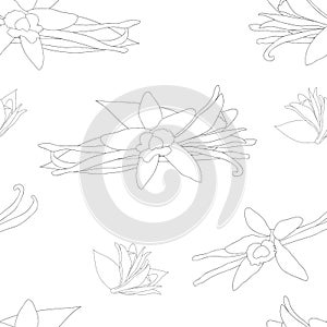 Vanilla Planifolia Flower on White Background. Vector Illustration.