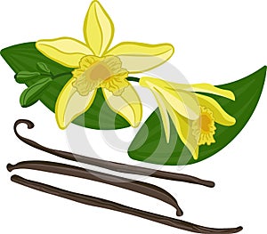Vanilla planifolia sticks and flowers vector image