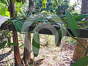 Vanilla plant Goa, India