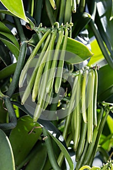 Vanilla plant green pods on plantation,Indicates that the vanilla pod has reached maturity and is in the optimal state for