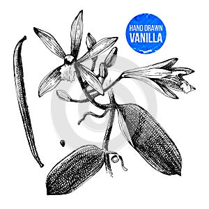 Vanilla plant hand drawn botanical illustration