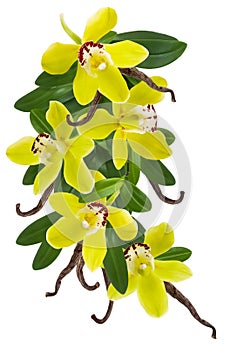 Vanilla plant isolated on white background. Orchid yellow flower, stick or dry bean and green leaves collage frame