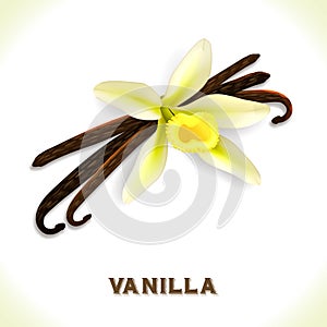 Vanilla pod isolated on white