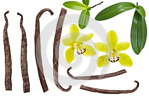 Vanilla pod stick and yellow flower with green leaf set or collection isolated on white background. Top view. Flat lay. Detail for