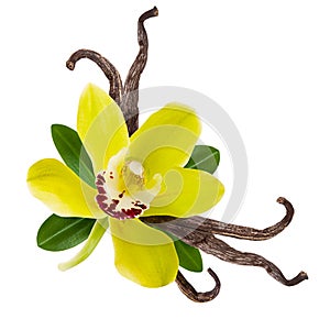 Vanilla pod and yellow Orchid flower with green leaves and beans isolated on white background