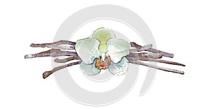 Vanilla pods and flower isolated