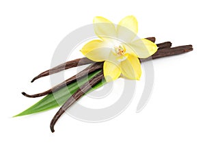 Vanilla pods and flower isolated