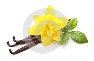 Vanilla pods and flower isolated