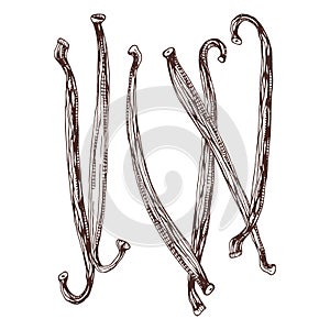 Vanilla pods hand drawn vector