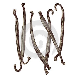 Vanilla pods hand drawn vector