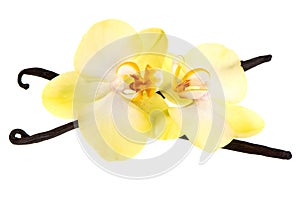 Baccelli un orchidea fiore 