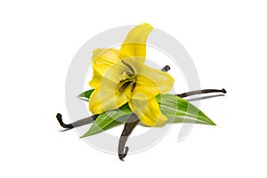 Vanilla pods and orchid flower isolated on white background