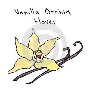 Vanilla Pods or Sticks and Vanilla Orchid Flower. Vector Illustration Isolated On a White Background. Realistic Hand