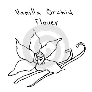 Vanilla Pods or Sticks and Vanilla Orchid Flower. Vector Illustration Isolated On a White Background. Realistic Hand