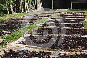 Vanilla selection in Madagascar