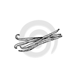 Vanilla sticks or pods in bunch. Sketch style hand drawn design. Aroma spices drawing. Vector illustration