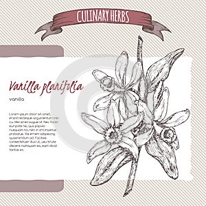 Vanilla vector hand drawn sketch. Culinary herbs collection.